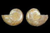 2.9" Cut & Polished Agatized Ammonite Fossil (Pair)- Jurassic - #131691-1